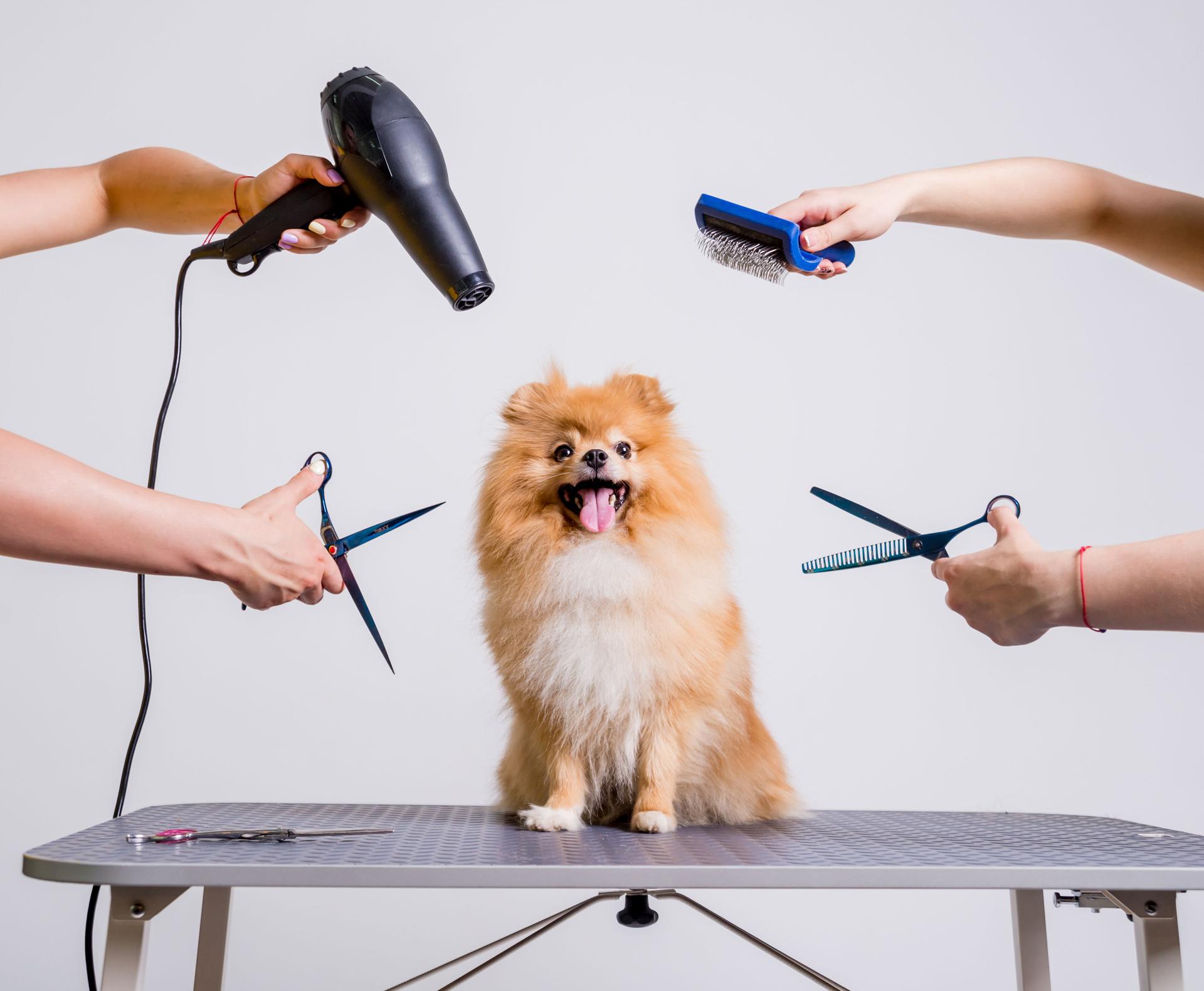 Professional cares for a dog in a specialized salon. Groomers holding tools at the hands.
