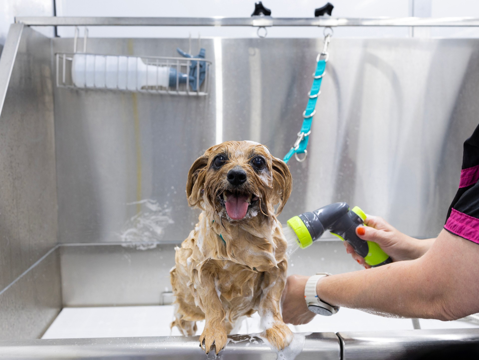Norfolk Terrier dog gets a bath and blow dry with a dog groomer